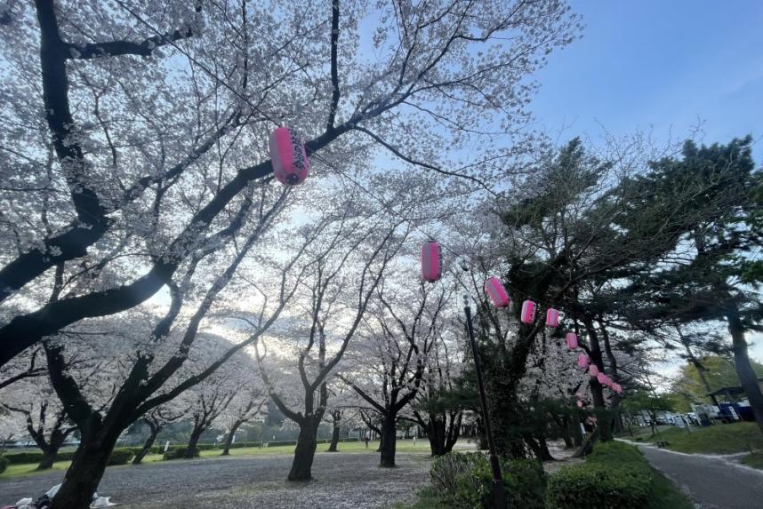 上大島キャンプ場の桜
