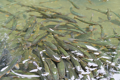 魚の餌付け