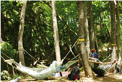 Forest Therapy Experience