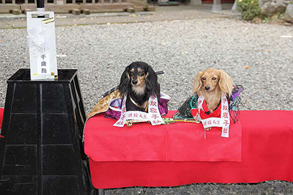 座間神社参拝のワンコ2