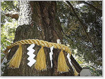 ご神木付近の写真