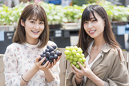 JAあつぎ夢未市_シャインマスカット