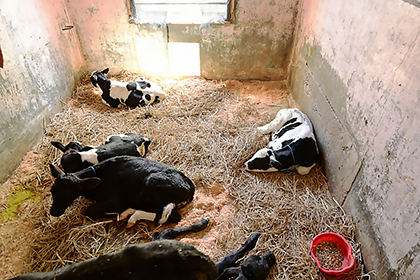 服部牧場_牛舎の中_子牛たち