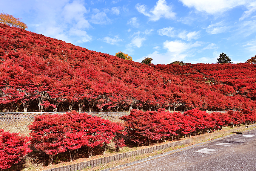 ドウダンつつじの様子