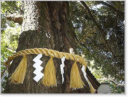 座間神社にあるご神木付近の写真