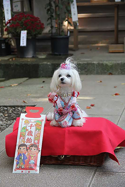 座間神社に参拝したワンコ1