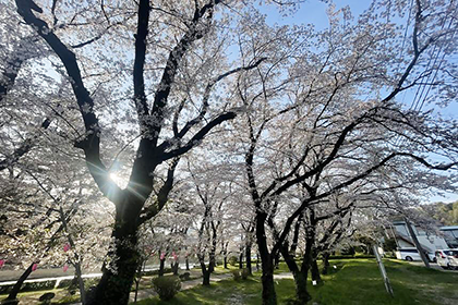 上大島キャンプ場の桜2