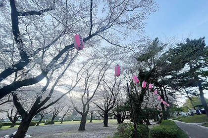 上大島キャンプ場の桜3