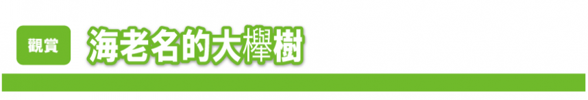 海老名的大櫸樹