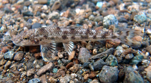 カマツカ（幼魚）