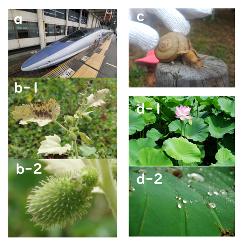 写真:実用化された生物模倣技術と生物の例