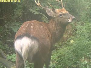 ニホンジカ夏毛