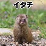 イタチ