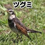 ツグミ