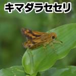 キマダラセセリ
