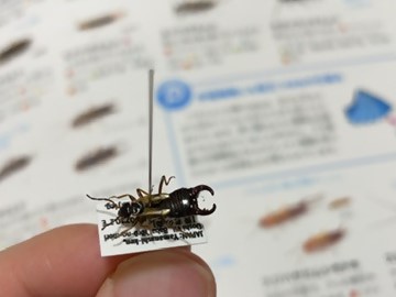 shizen_kon3