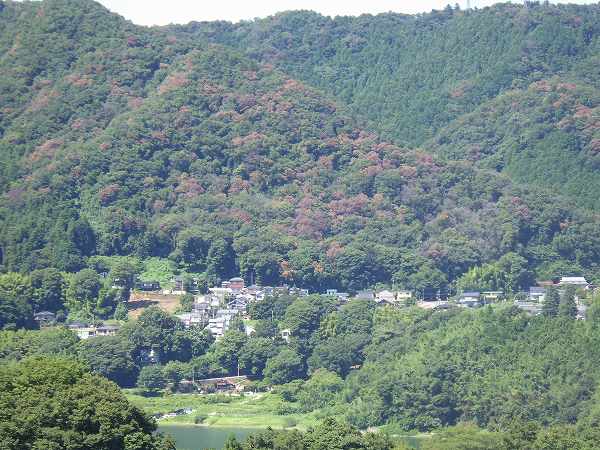 ナラ枯れ遠景