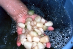 写真:時々攪拌し、数時間おきに水を交換