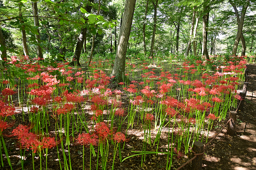 相模原北公園
