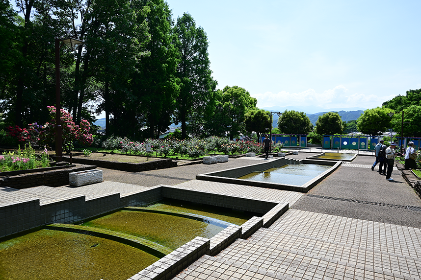 相模原北公園のバラ