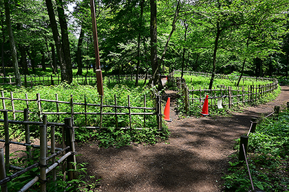 相模原北公園の野草園
