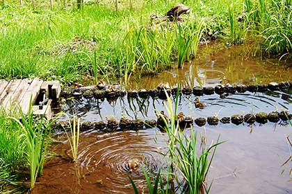 池にいるカモの親子