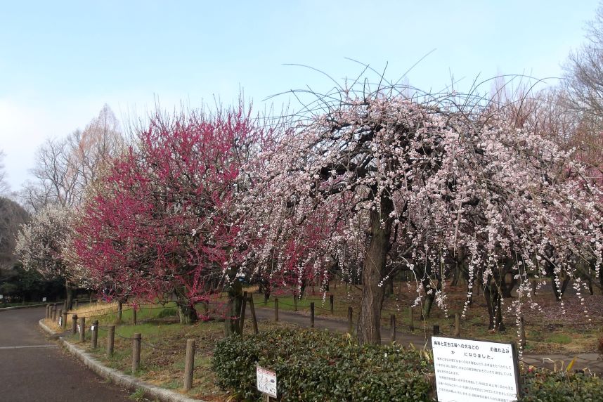 相模原北公園の梅園