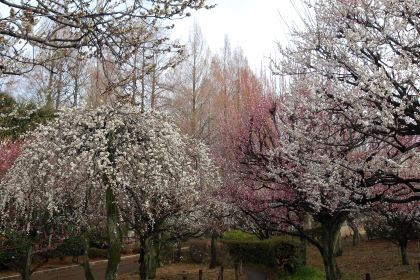 相模原北公園の梅園2