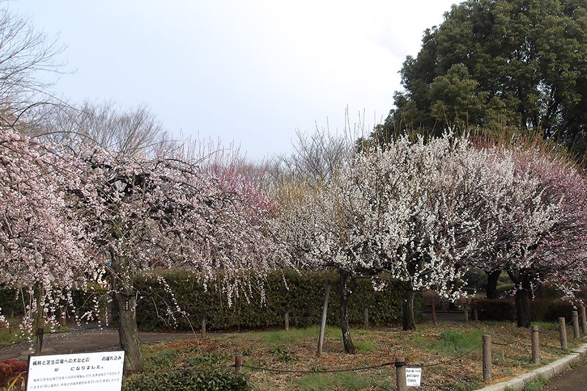 相模原北公園の梅園