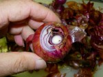 写真:内部に隙間がある、花芽が立っていたタマネギ