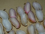 写真：完熟には至っていないが、未熟豆より熟度の進んだ落花生