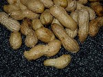 写真:莢の網目がはっきりした大きな莢