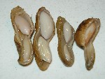 写真：凹んだ莢のところには小さな豆があります
