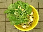 写真：収穫した小カブ