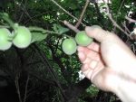 写真:アオウメの収穫