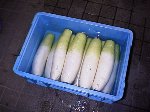 写真:漬け込み容器にダイコンを並べたところ