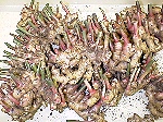 写真:茎を少し残して切り落とす