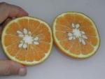 写真1:ナツミカンは横半分に切る