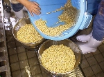 写真:2)の大豆の水を切り