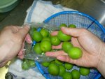 写真：青ウメに異物が付いていないか確かめながら袋に入れる