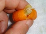 写真:種子を取り出す