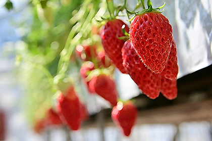 厚木のいちご狩り