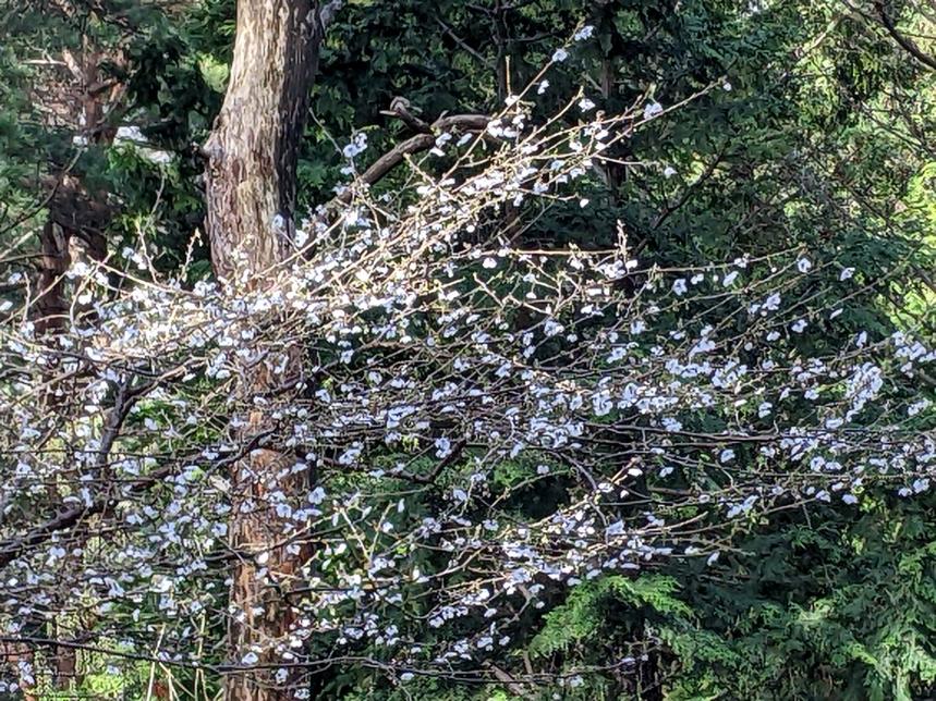 3月24日平丸分岐