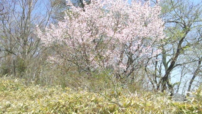 230421金冷シ周辺のサクラ類