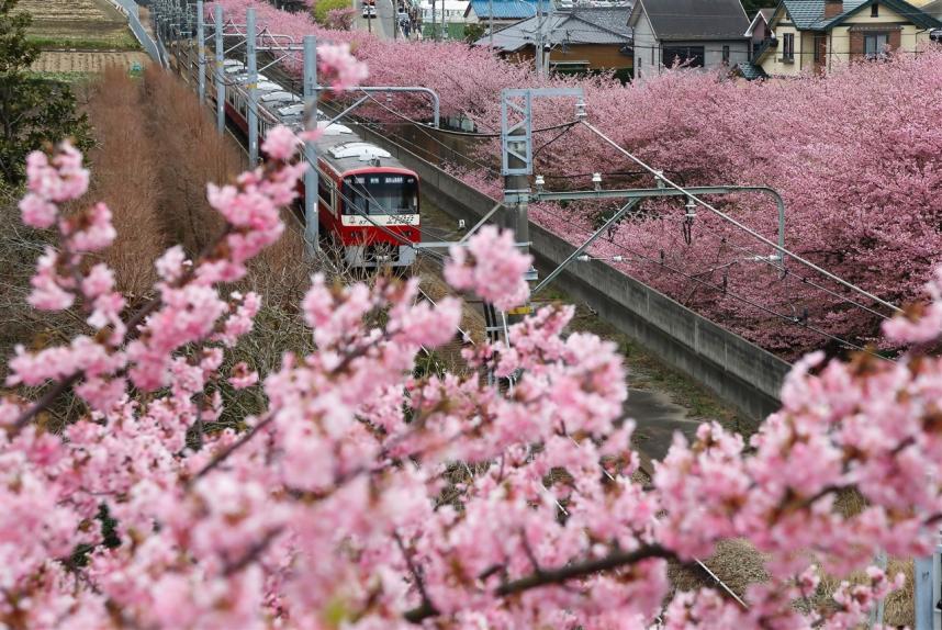 河津桜