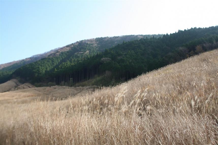 仙石原