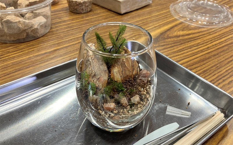 苔テラリウム作りの様子