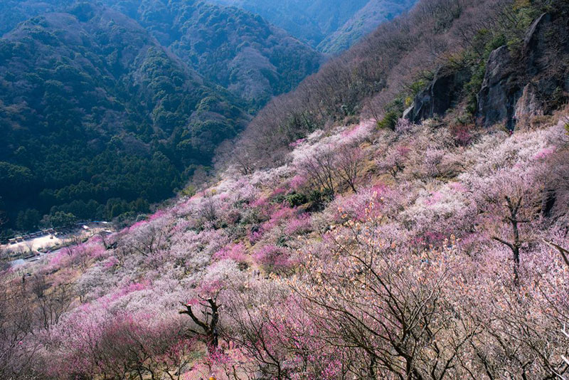 湯河原梅林「梅の宴」の様子