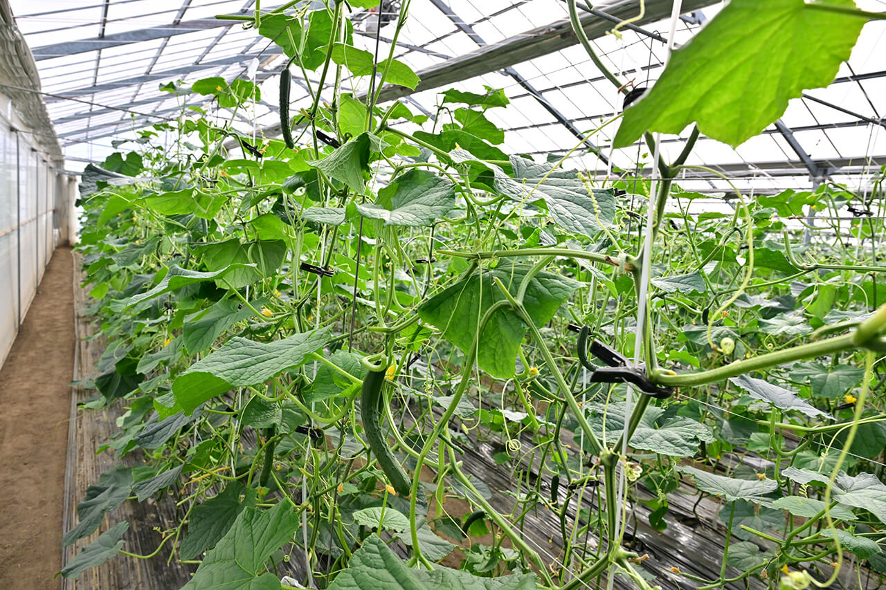 ジュースの加工場