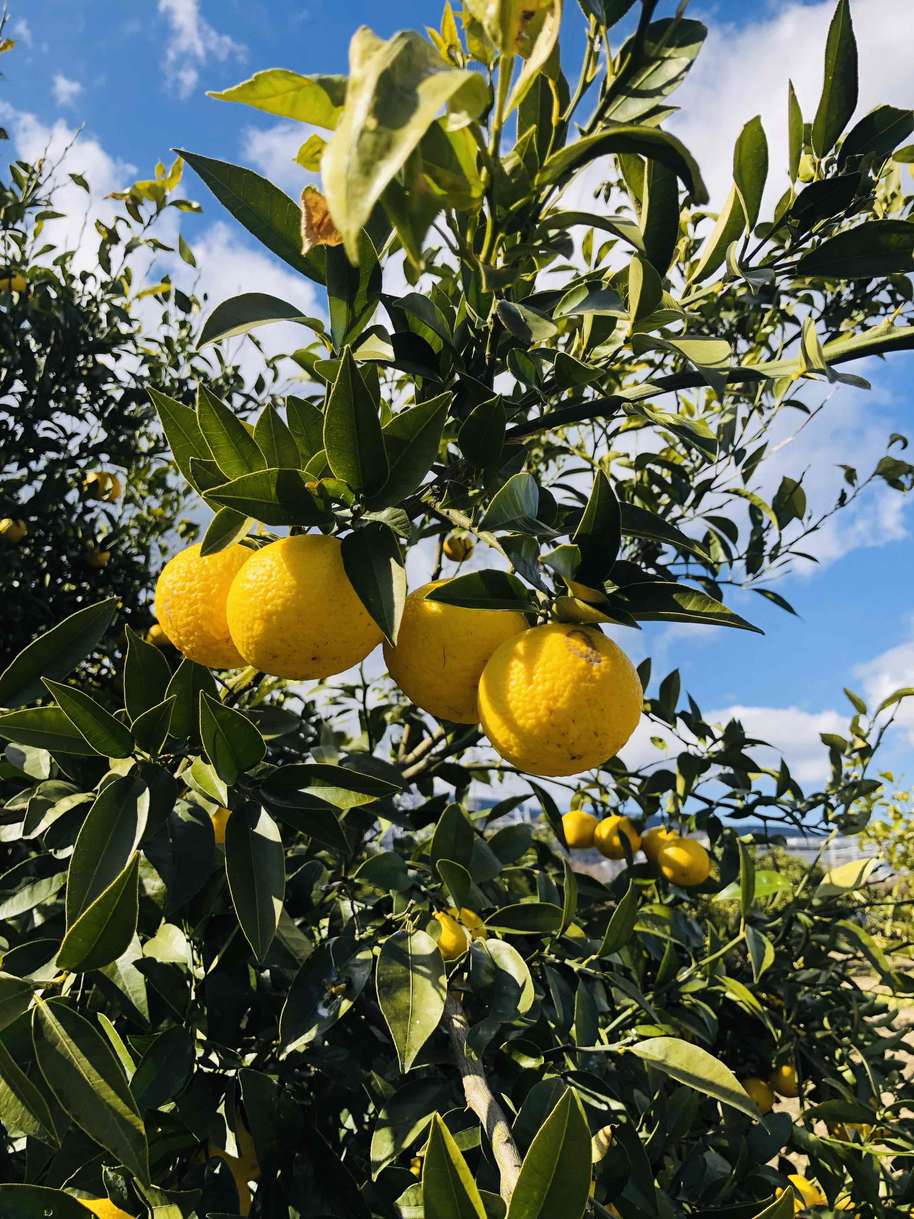 宮川　美紗緒の写真